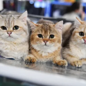 VetCare Antiseptic Ear Drops