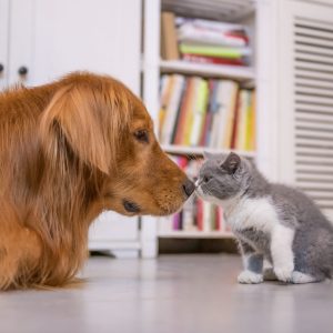 VetShield Pet Safety Muzzle
